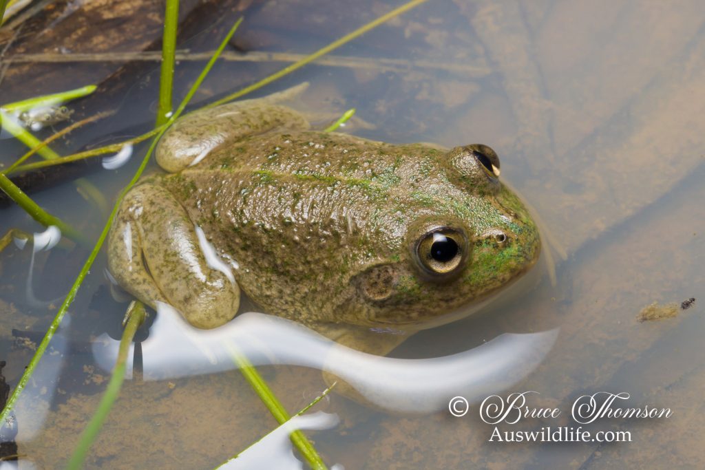 Eastern Water-holding Frog