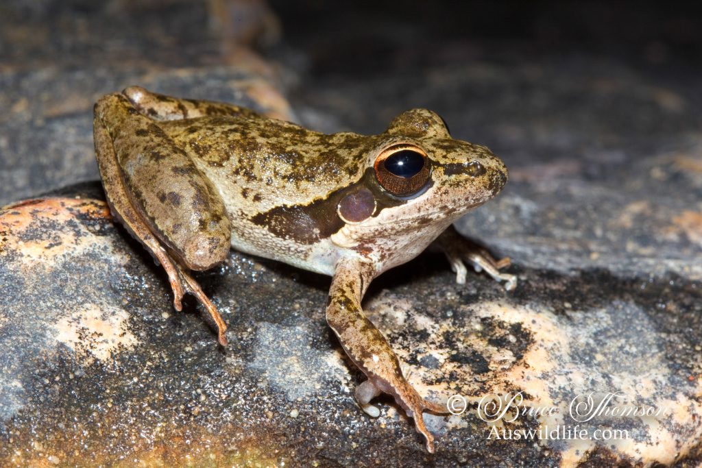 Wotjulum Rocket Frog (Litoria watjulumensis)