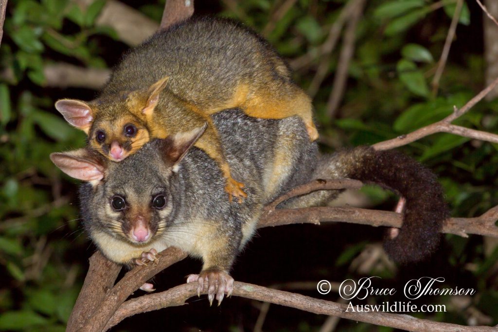 Common Brush-tailed Possum