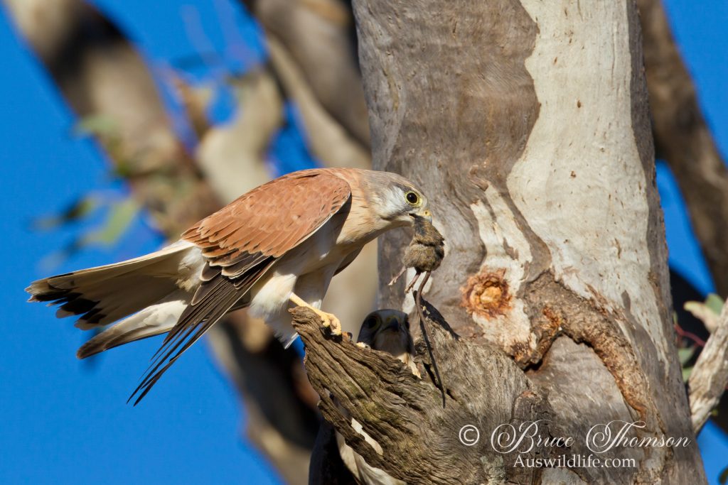 Nankeen Kestrel