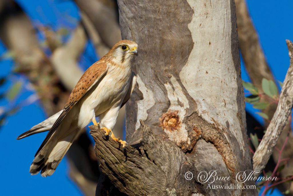 Nankeen Kestrel