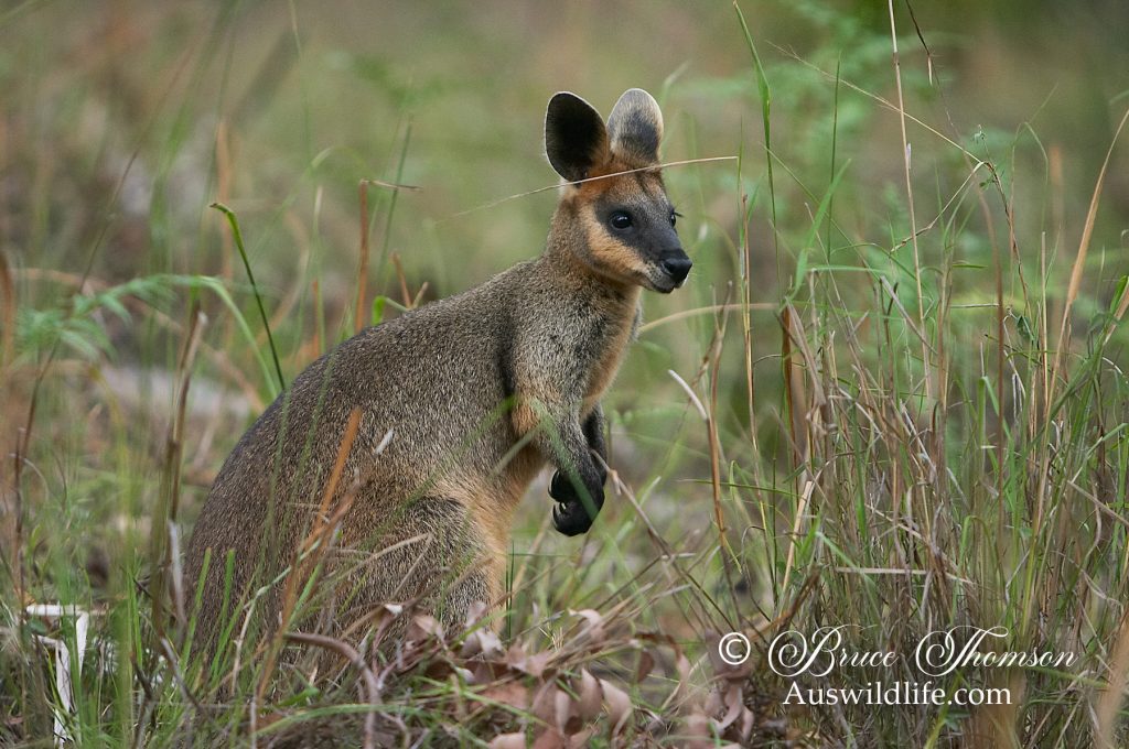Swamp Wallaby