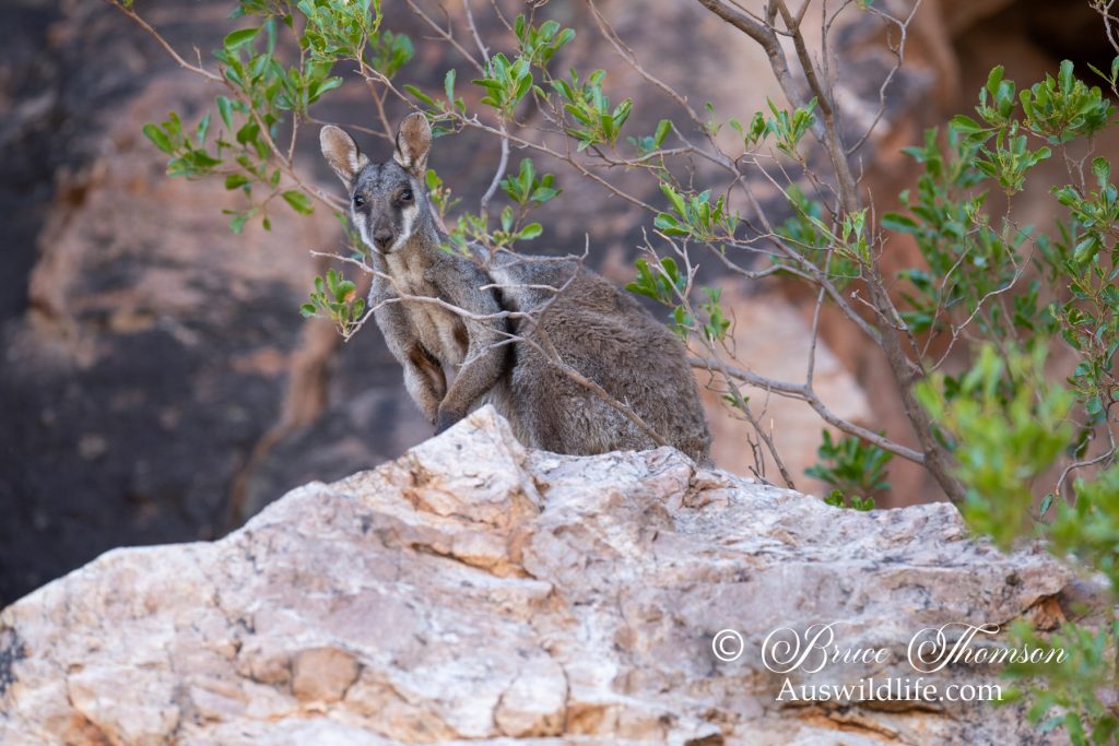 Black-flanked Rock Wallaby