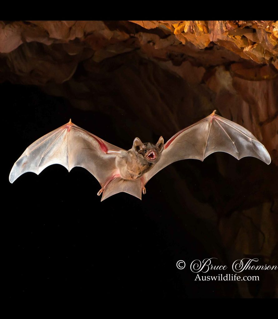 Hill's Sheathtail Bat (Taphozous hilli)
