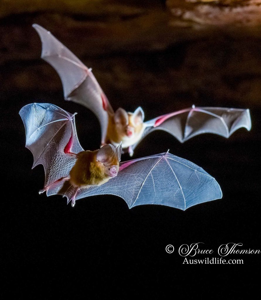 Dusky Leaf-nosed Bat (Hipposideros ater)