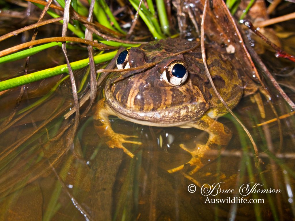 Ornate Burrowing Frog