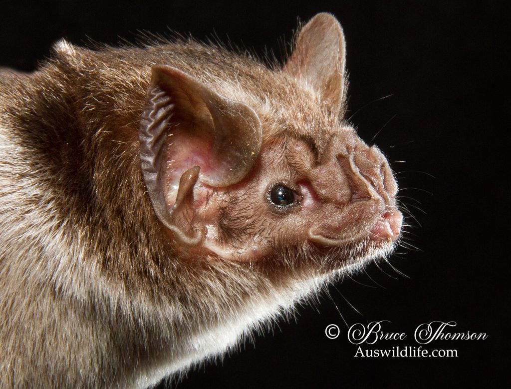 Common Vampire Bat