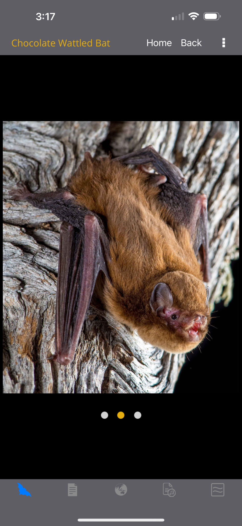 Australian Bats Field Guide - Mobile App | Auswildlife
