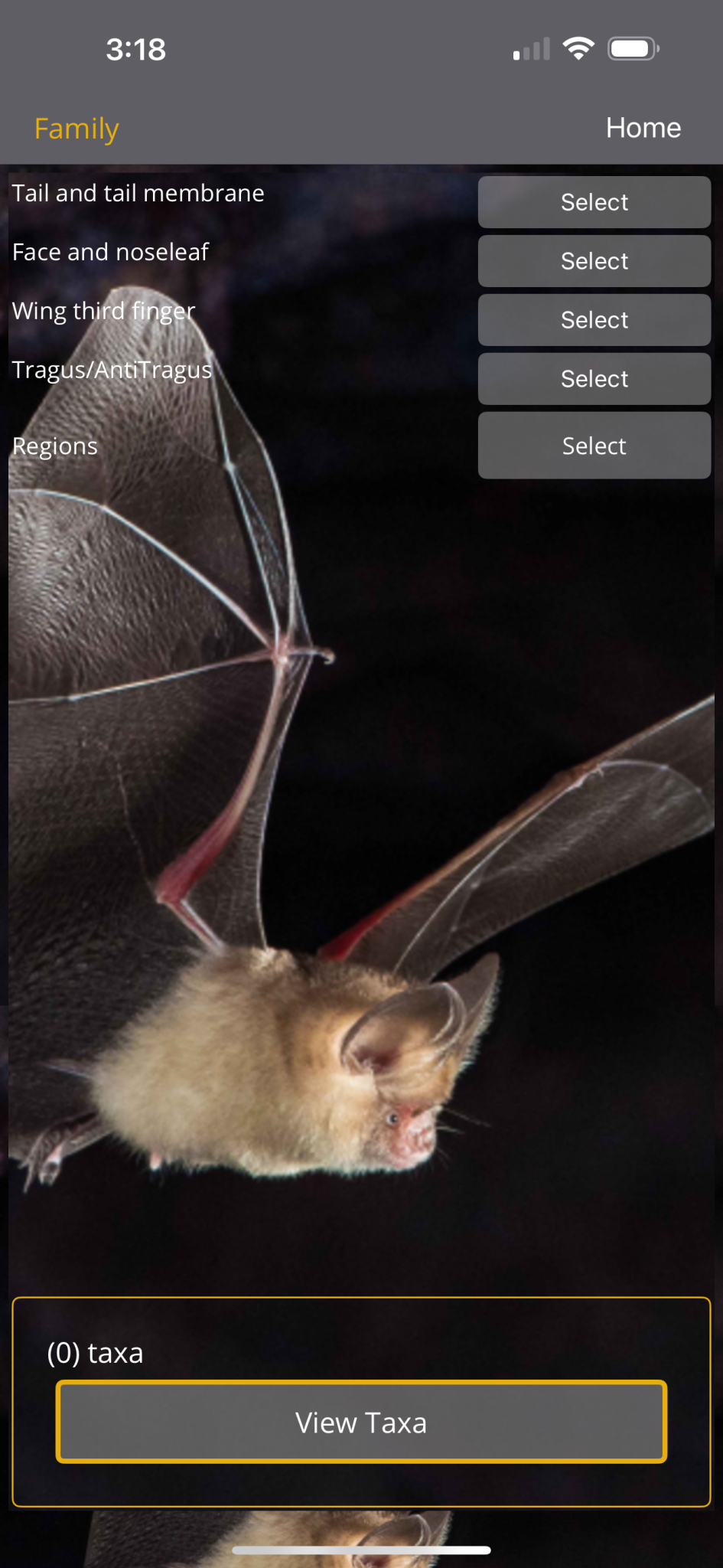 Australian Bats Field Guide - Mobile App | Auswildlife