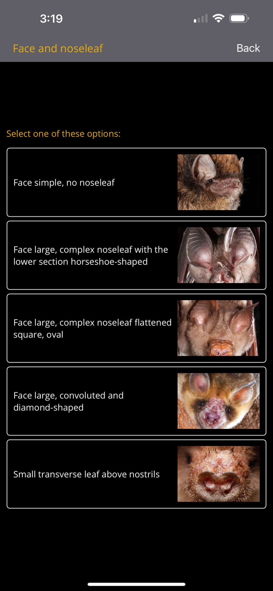 Australian Bats Field Guide - Mobile App | Auswildlife