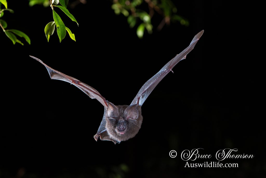 Horseshoe Bat, Borneo
