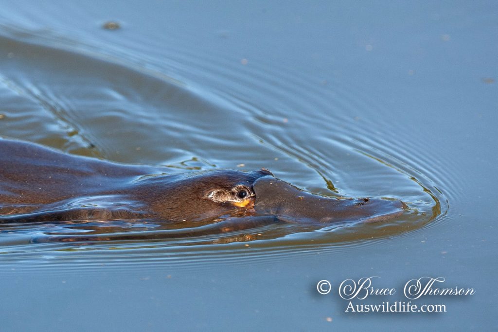 Platypus