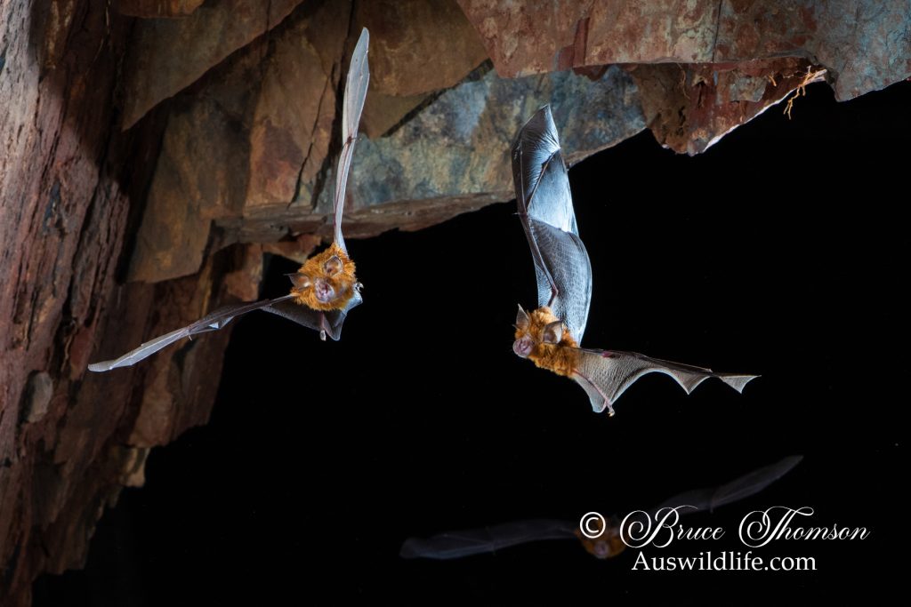 Eastern Horseshoe Bats, Rhinolophus megaphyllus
