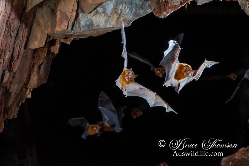 Eastern Horseshoe Bats, Rhinolophus megaphyllus
