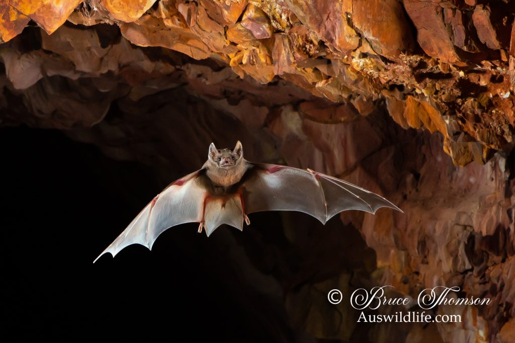 Hill's Sheathtail Bat (Taphozous hilli)
