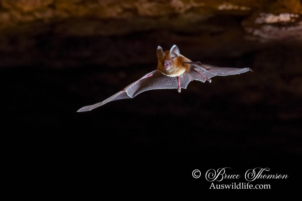 Dusky Leaf-nosed Bat (Hipposideros ater)