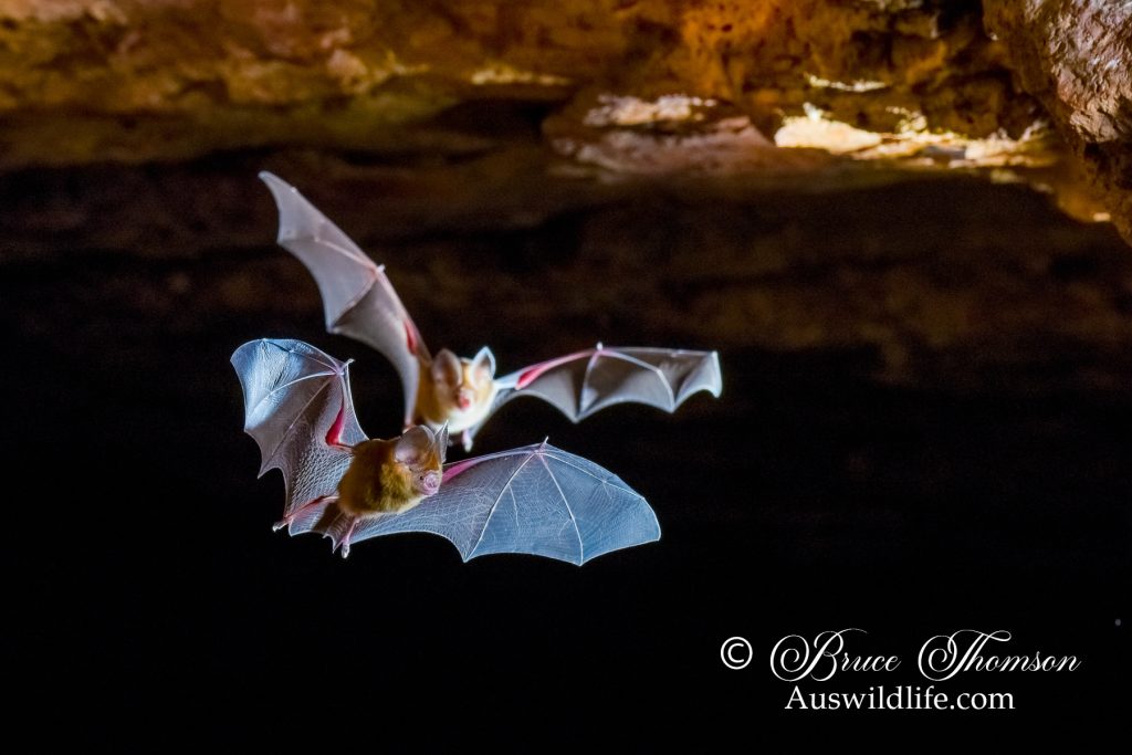 Dusky Leaf-nosed Bat (Hipposideros ater)