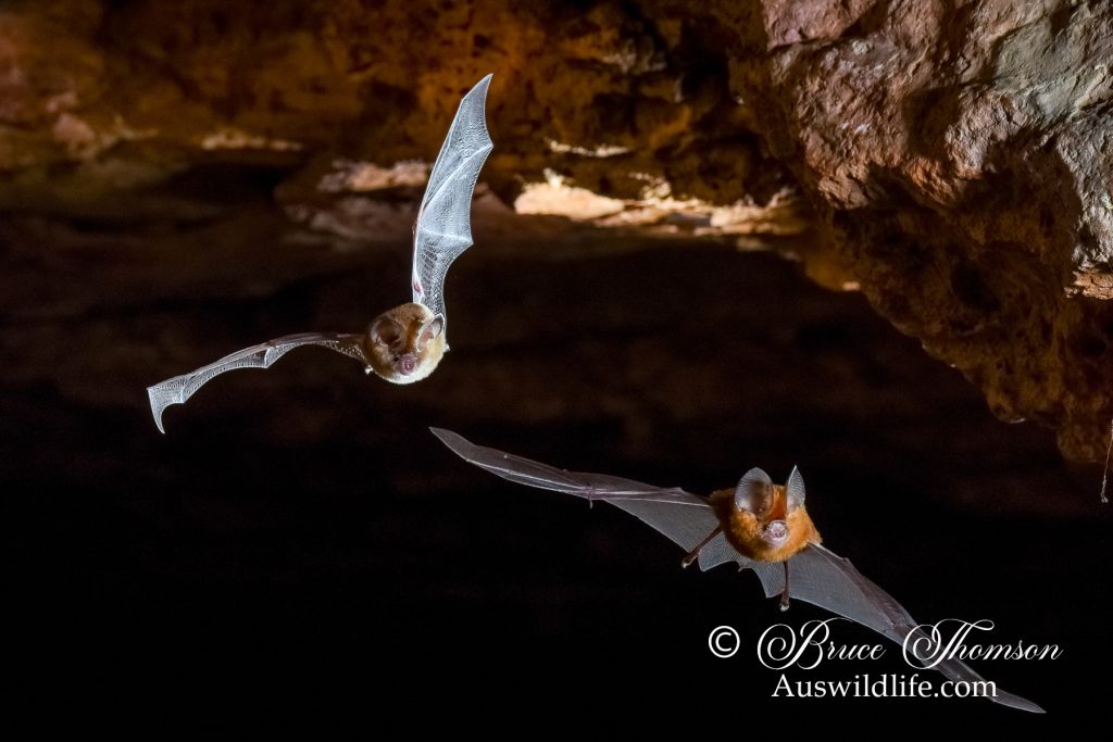Dusky Leaf-nosed Bat (Hipposideros ater)