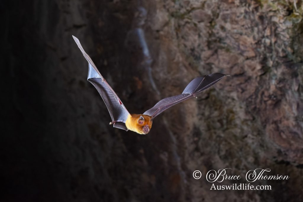 Orange Leaf-nosed Bat (Rhinonicteris aurantia)