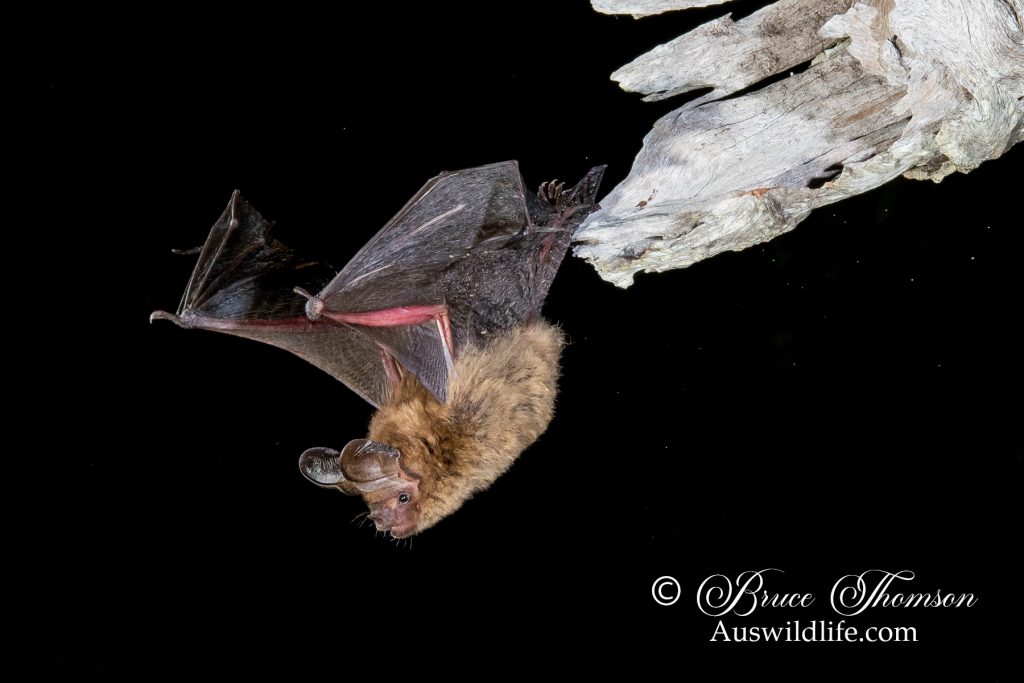 Eastern Long-eared Bat (Nyctophilus bifax)