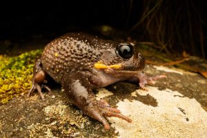 Giant Burrowing Fog - male