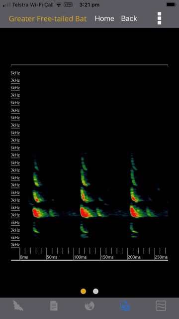 Echolocation Call Example
